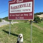 Bearless in Barkerville