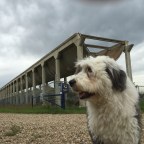 Centipede of the Prairie