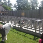 Chicken Racing in Ft St James
