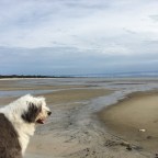 Bear-ly Keeping ahead of Disaster