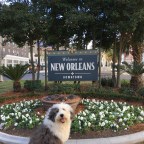 Beignets, Balconies and Bourbon St in the Big Easy