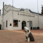 Nothing Finer than Shiner Beer