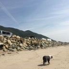 Beach Blanket Bear-o